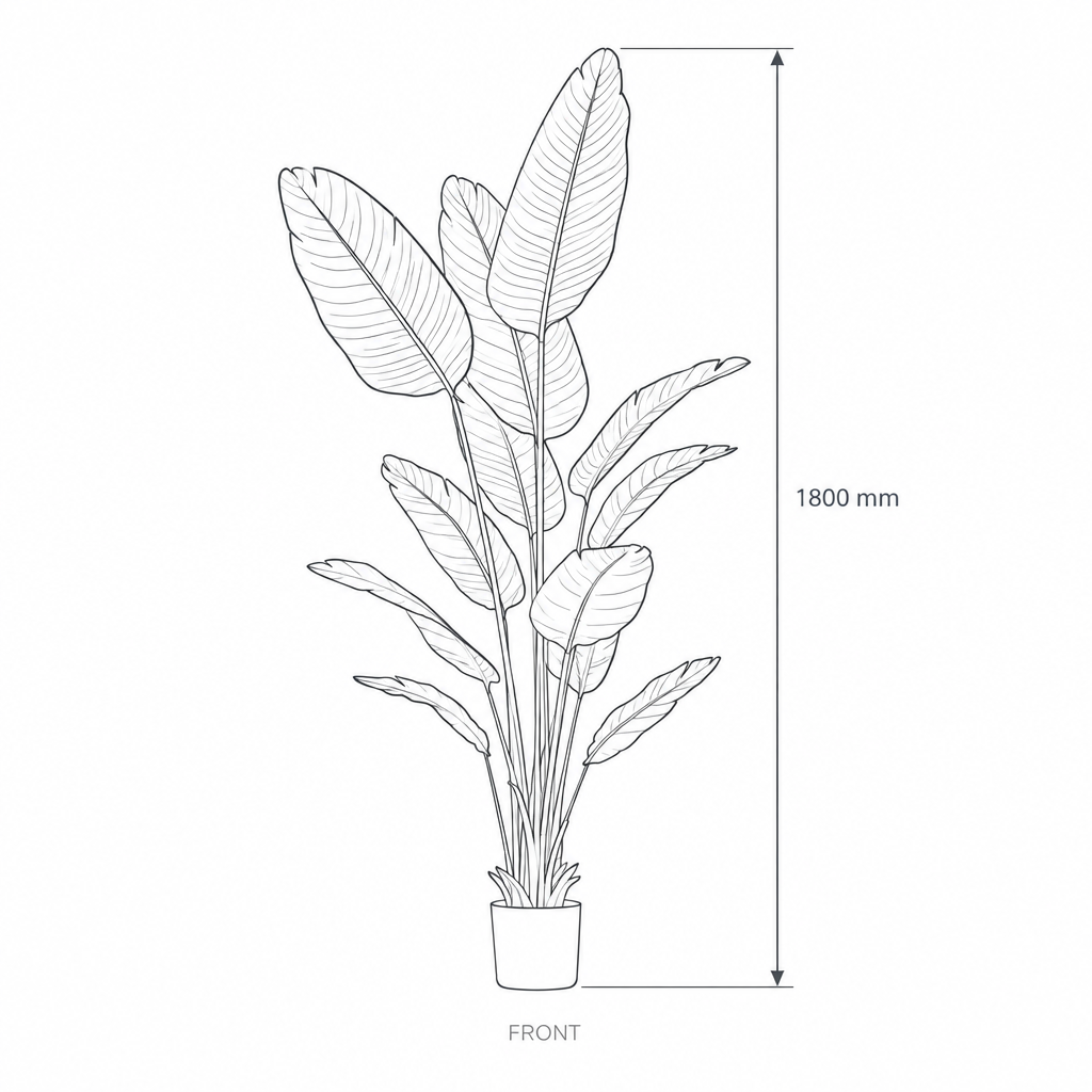 180cm Realistic Tall Traveler's Palm Tree #KD1412, dimensions drawing