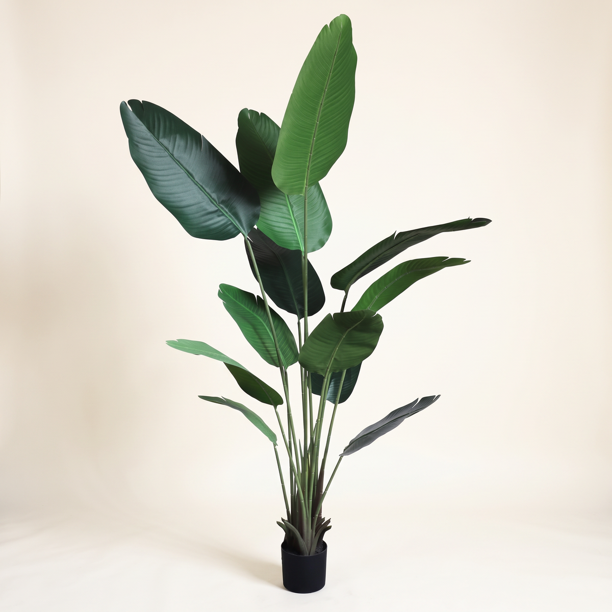 180cm Realistic Tall Traveler's Palm Tree #KD1412, studio view