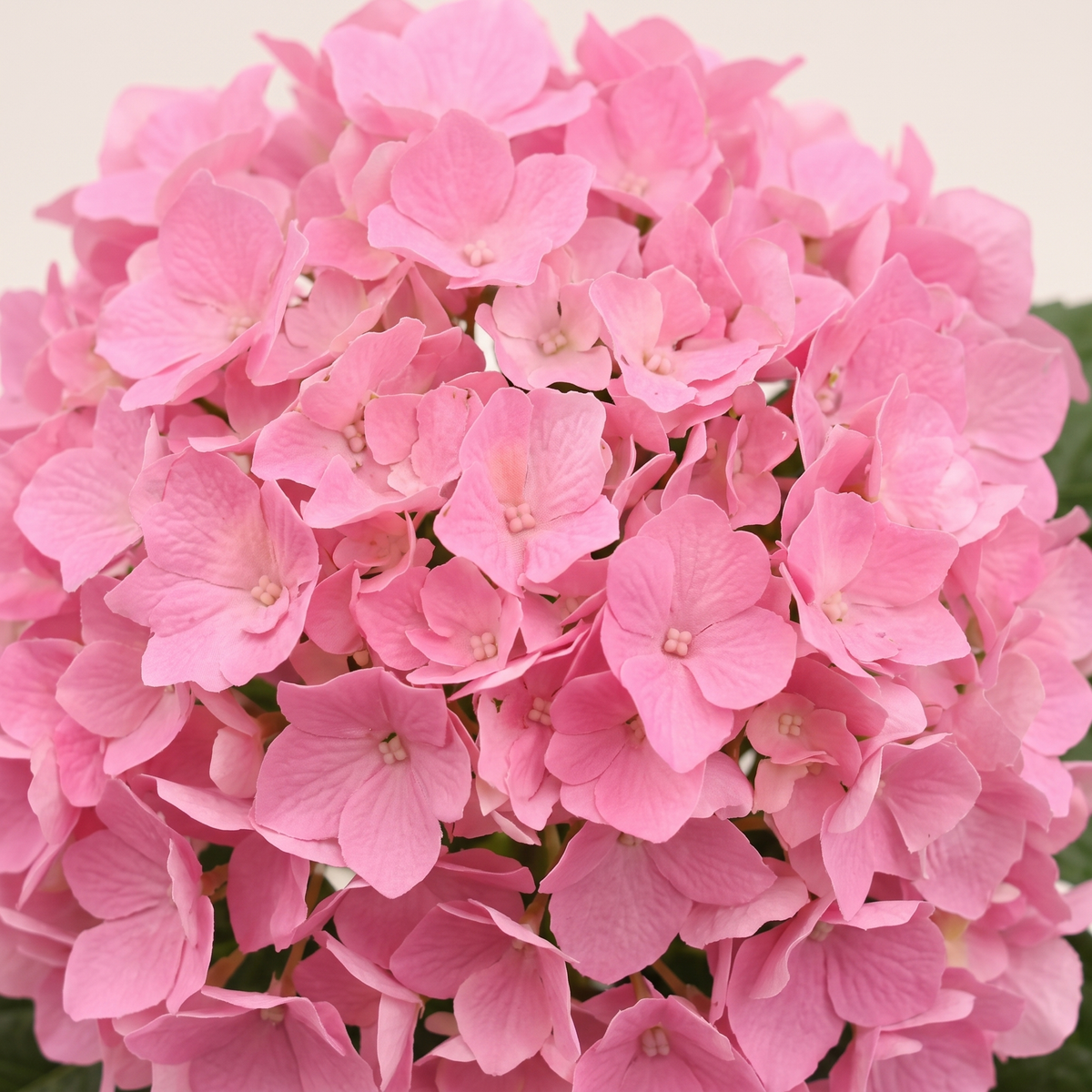 55cm Artificial Plant #JWT3475-3, material detail
